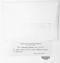 Pertusaria panyrga image